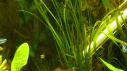 aquarium-von-doudou-becken-12786_Vallisneria