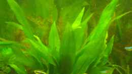 aquarium-von-doudou-becken-12786_Echinodorus bleherae (nach ca 8 Wochen)