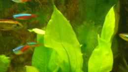 aquarium-von-doudou-becken-12786_Echinodorus bleherae