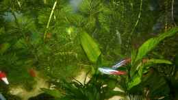 aquarium-von-labeo-bicolor-becken-12813_