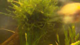 aquarium-von-carmen-bernhardt-becken-12820_