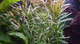 aquarium-von--jennyna--becken-12830_Eusteralis stellata