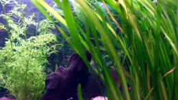 aquarium-von--jennyna--becken-12830_Vallisneria gigantea