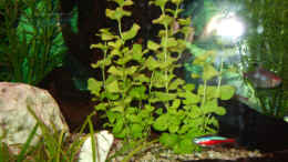 aquarium-von--jennyna--becken-12830_Lysimachia nummularia