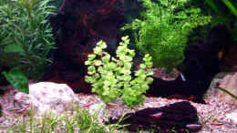 aquarium-von--jennyna--becken-12830_Lysimachia nummularia