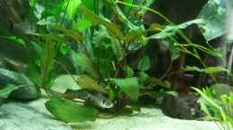 aquarium-von-joerg-schneider-becken-12856_Cryptocoryne wendtii