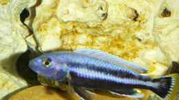 aquarium-von-roman-bischof-becken-1287_Melanochromis Chipokae