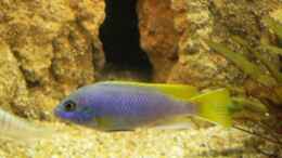 aquarium-von-roman-bischof-becken-1287_Pseudotrpheus Acei