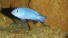 aquarium-von-roman-bischof-becken-1287_Pseudotropheus Socolofi