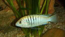 aquarium-von-roman-bischof-becken-1287_Pseudotropheus Sp. Perlmutt