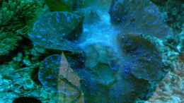 aquarium-von-lessi-becken-12881_