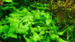 aquarium-von-zebraschneggla-gardeners-pleasure_Bacopa australis