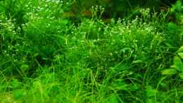 aquarium-von-zebraschneggla-gardeners-pleasure_Riccia fluitans 