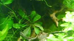 aquarium-von-zebraschneggla-gardeners-pleasure_Bucephalandra Blue Devil unter Wasser