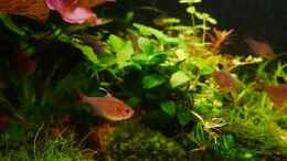 aquarium-von-zebraschneggla-gardeners-pleasure_Anubias barteri