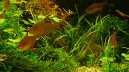 aquarium-von-zebraschneggla-gardeners-pleasure_Juncus repens