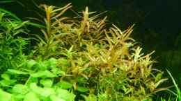 aquarium-von-zebraschneggla-gardeners-pleasure_Rotala rotundifolia