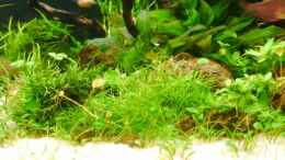 aquarium-von-zebraschneggla-gardeners-pleasure_Eleocharis parvula, Marsilea hirsuta