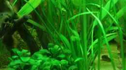 aquarium-von-schlegi-becken-12948_Anubias barteri  nana