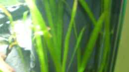 aquarium-von-phillip-rein-kampffischbecken_Vallisneria spiralis