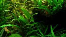 aquarium-von-der-analyst-becken-13015_