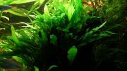 aquarium-von-der-analyst-becken-13015_