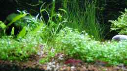 aquarium-von-hanswerk-becken-13024_perlkraut