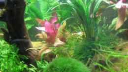 aquarium-von-yasmeen-becken-13028_