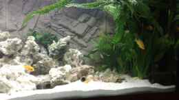 aquarium-von-az189-becken-13030_