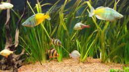 aquarium-von-guenther-kopf-becken-13041_