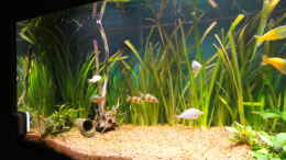 aquarium-von-guenther-kopf-becken-13041_