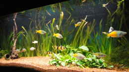 aquarium-von-guenther-kopf-becken-13041_