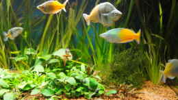 aquarium-von-guenther-kopf-becken-13041_