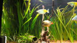 aquarium-von-guenther-kopf-becken-13041_