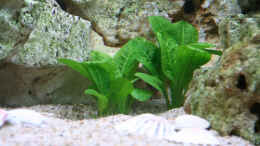 aquarium-von-demasoni-fan-becken-13084_Echinodorus parviflorus tropica