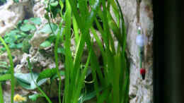 aquarium-von-demasoni-fan-becken-13084_Vallisneria americana gigantea