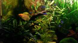 aquarium-von-phillip-balters-becken-13094_