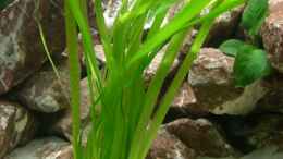 aquarium-von-ambrogio-becken-13102_Vallisneria gigantea