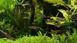 aquarium-von-ingrid-jung-becken-1311_