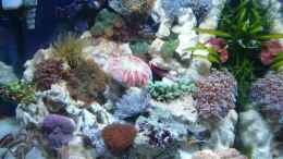 aquarium-von-kadijah-becken-13135_