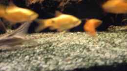 aquarium-von-christian-horn-becken-1316_