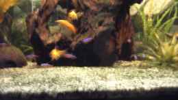 aquarium-von-christian-horn-becken-1316_