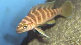 aquarium-von-detlef-fuchs-becken-1317_Neolamprologus cylindricus