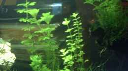 aquarium-von-red-fire-becken-13207_