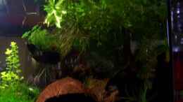 aquarium-von-red-fire-becken-13207_