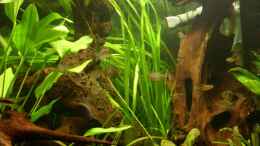 aquarium-von-oliver-boden-becken-13211-nur-noch-als-beispiel_Vallisneria 