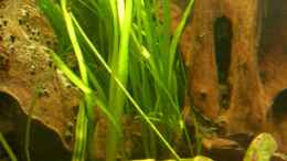 aquarium-von-oliver-boden-becken-13211-nur-noch-als-beispiel_Vallisneria 