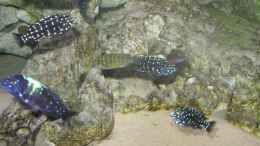 aquarium-von-oliver-schulte-becken-1325_