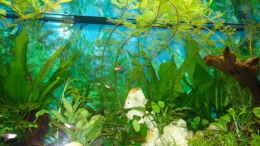 aquarium-von-viktor-kraft-becken-13252_