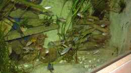 aquarium-von-robert-broehl-becken-1326_Gruppenbild